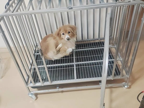 宠物狗笼