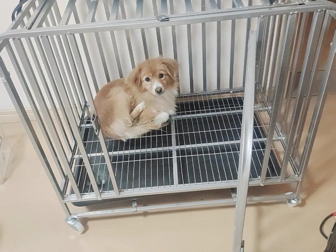 名家猫狗窝
