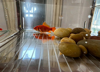 悠梵萌办公室鱼缸加厚透明乌龟缸客厅家用桌面圆形迷你小型金鱼缸
