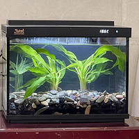 森森金麟超白玻璃鱼缸：生态养鱼新体验，打造客厅小天地