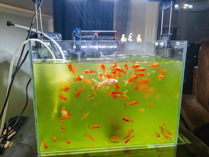 意牌鱼缸