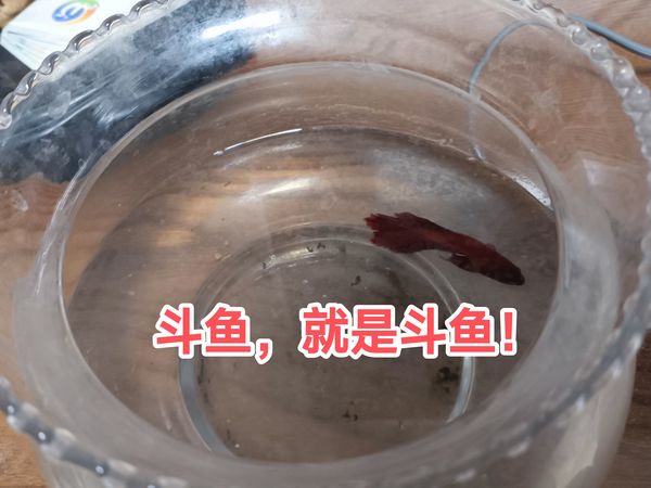 斗鱼，就是那个斗鱼！