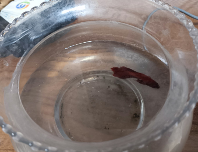 吉品鸿鱼粮