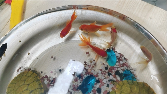 鱼缸