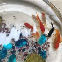 水族日记，小鱼儿的家