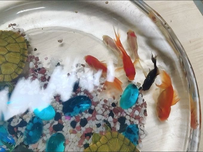 鱼缸