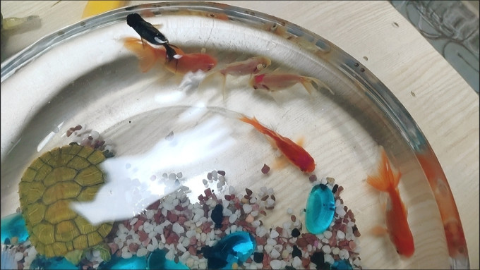 鱼缸