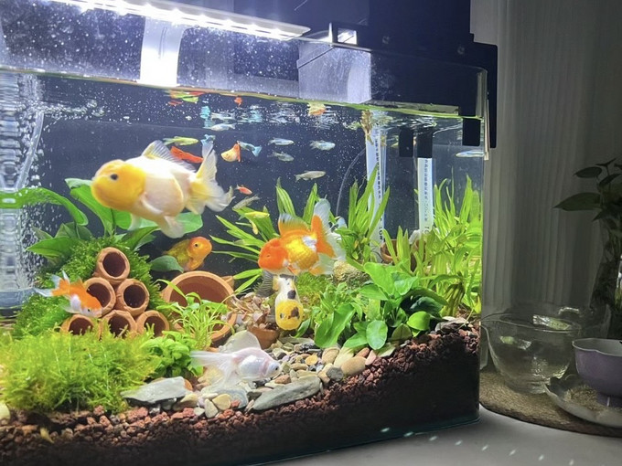 森森智能鱼缸/水族箱