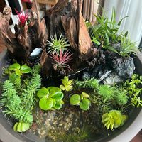 时光在金鱼身上静谧流转