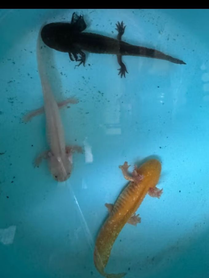 泽驭名宠包活六角恐龙鱼6角蝾螈养不死无需打氧好养耐活冷水鱼观赏鱼