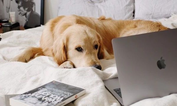 卷原料卷工艺，来看看这16款宠物尿垫哪家强丨品类观察室