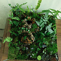 把大自然放到缸里，我的苔藓植物缸又成了一个