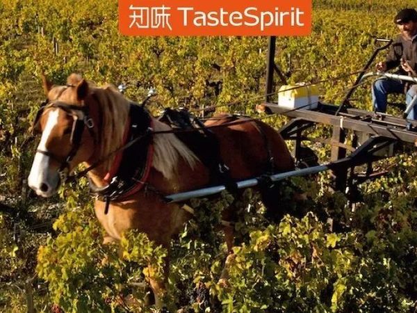 在两次获得RP满分之前，这座波尔多列级名庄差点放弃生物动力法