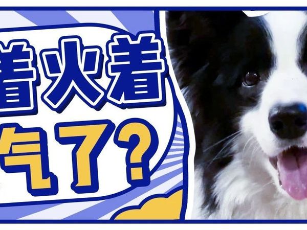 初代性价比进口粮，再次归来变国产？