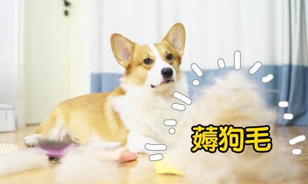 为了评测这5把梳子，狗狗都要被撸秃了，换来狗毛堆积如山