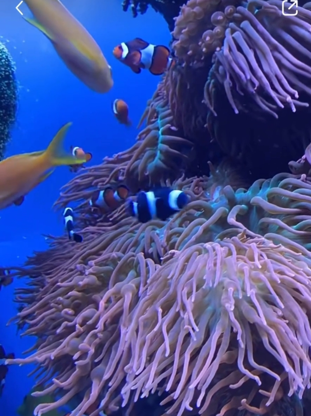 安静看着鱼儿游来游去真的很解压！