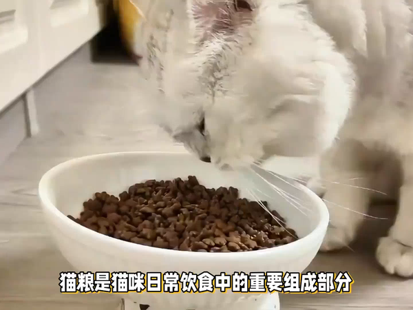 福派斯三文鱼益生菌猫粮，多猫家庭猫粮