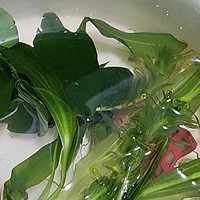 鱼缸水草植物