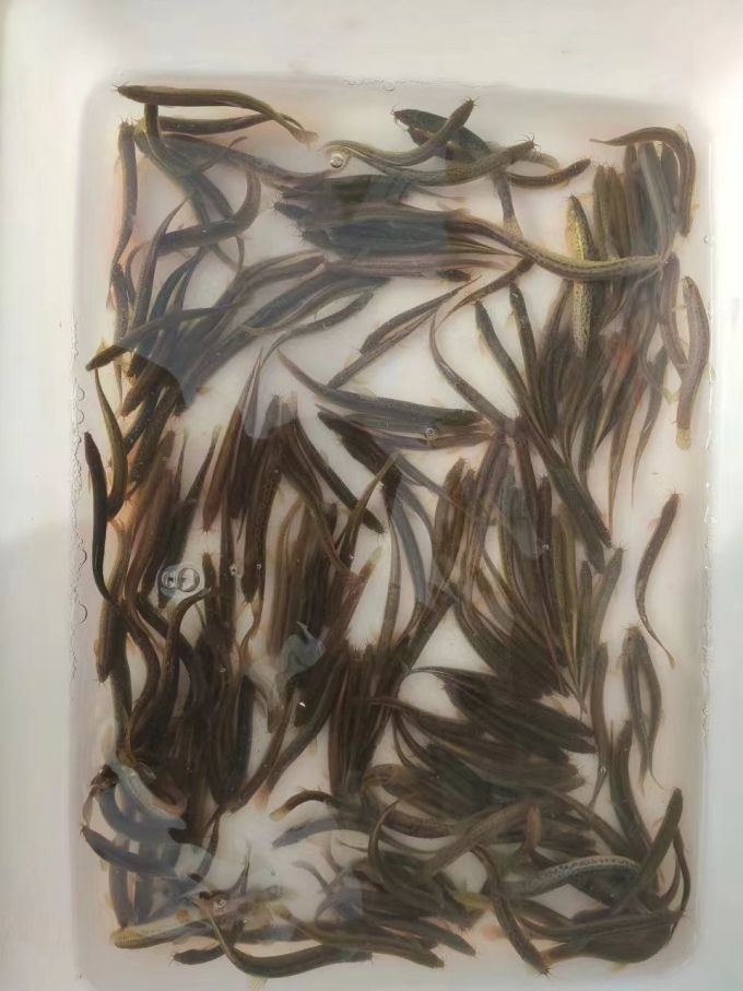 水族