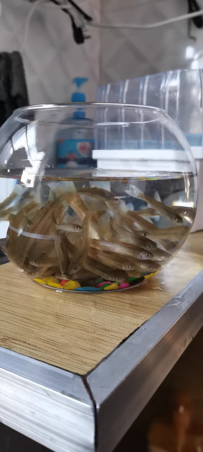 易萌鱼缸