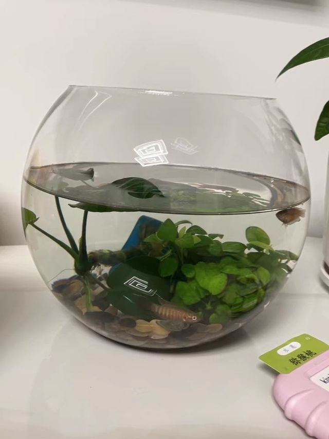 既可以养鱼又可以养绿植的小鱼缸