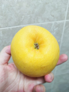 黄胖子维纳斯黄金苹果，悦己食光来一个～