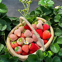 春天的草莓园，等你来摘！