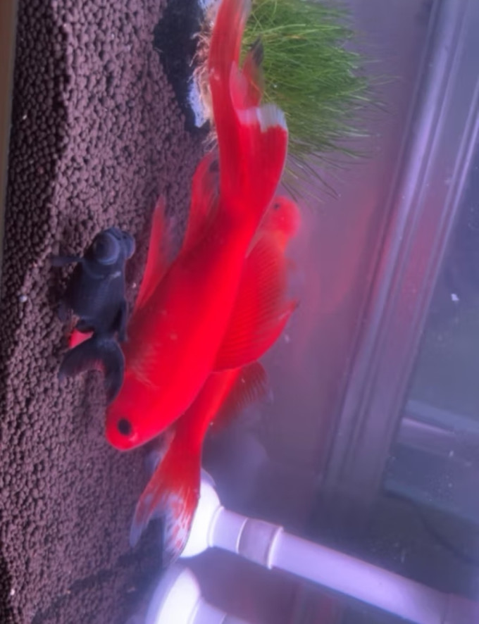 水族