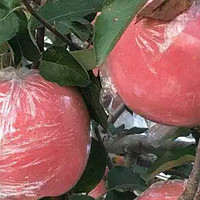 水果推荐 篇二：🍎 探秘冰糖心红富士苹果，品味甜蜜的水果之王！