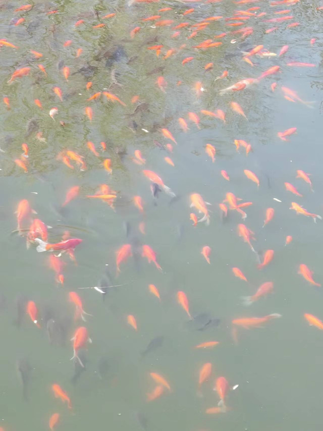 水族日记养宠鱼儿必备技巧分享。