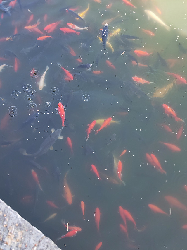 水族日记性价比很不错的鱼食分享！