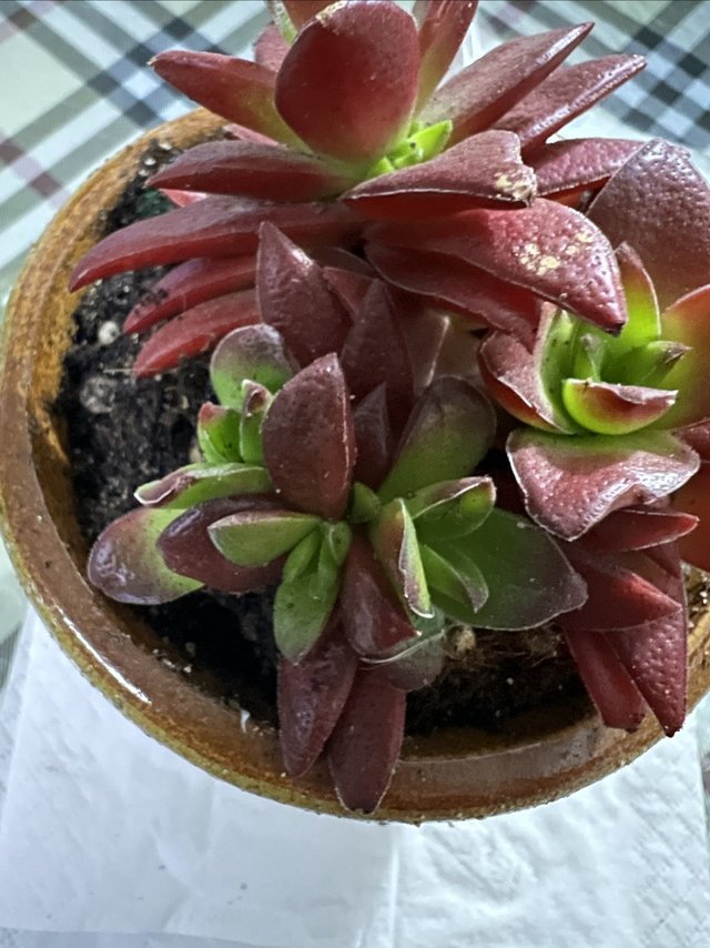 住校生带一盆绿植去装饰一下寝室，美美的