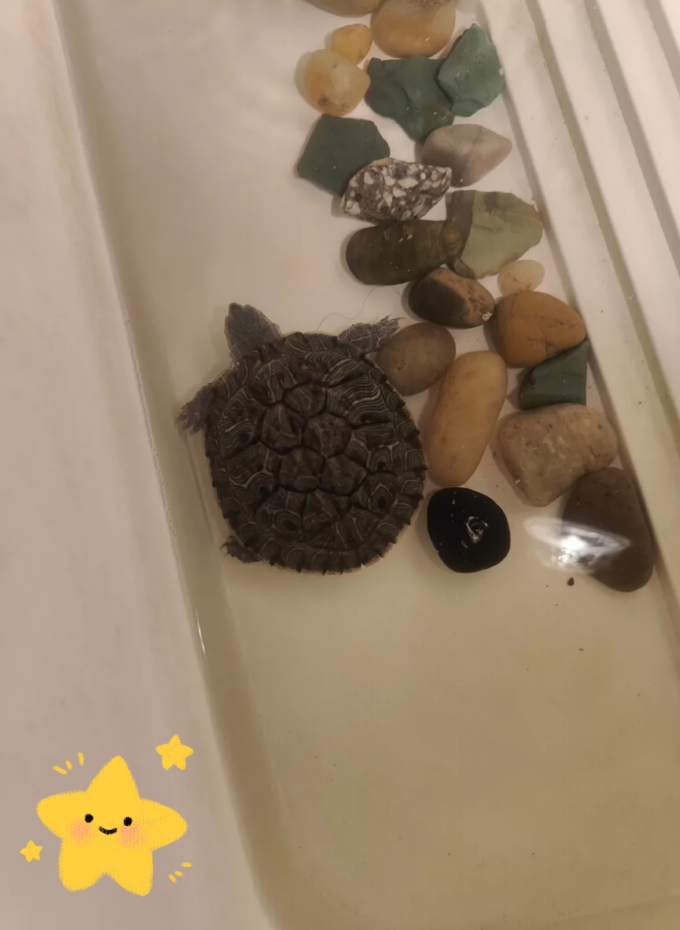 汉洋水族