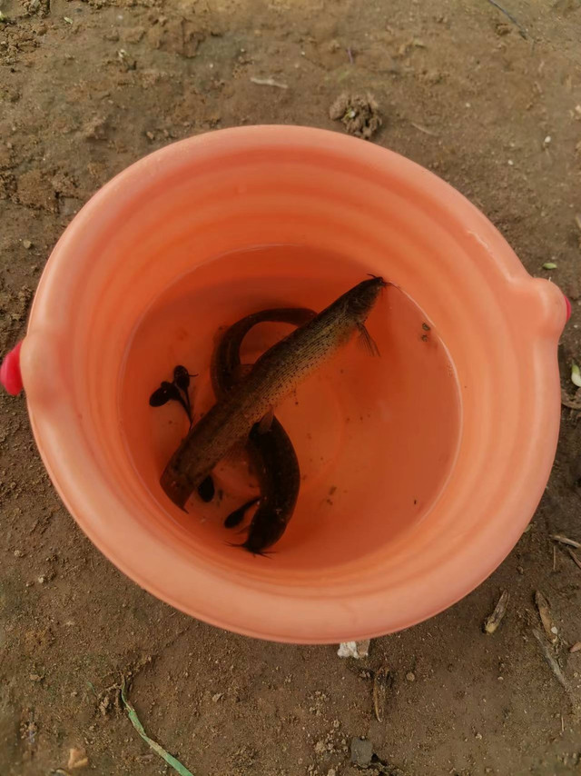 水族日记捞的小鱼怎么喂养好物分享。