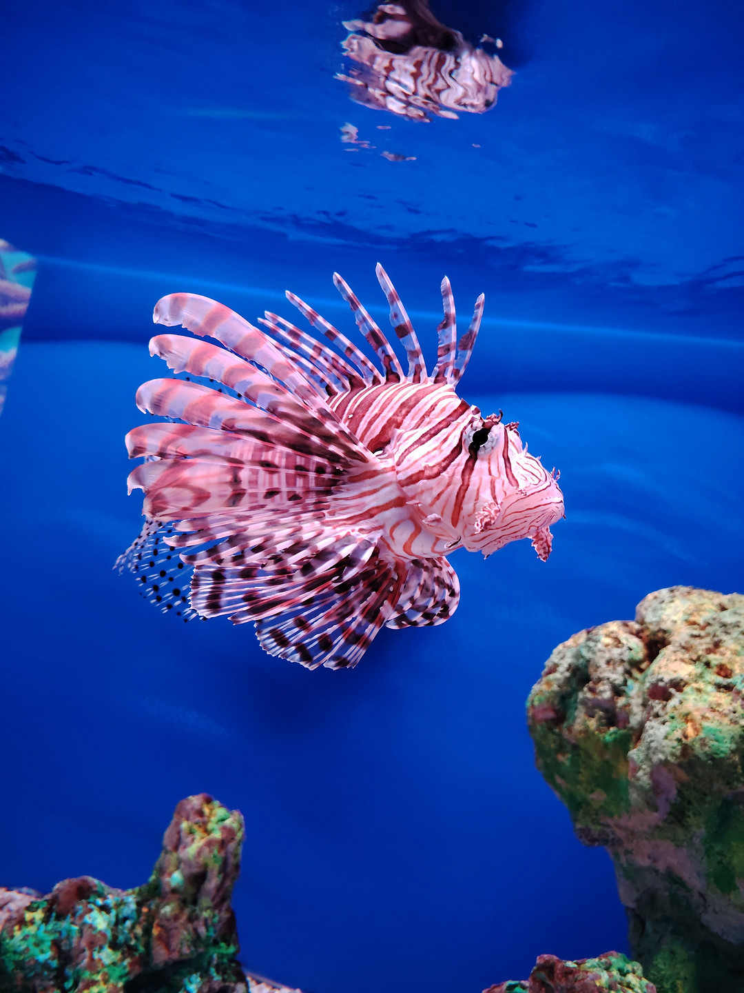 奇妙海洋生物展