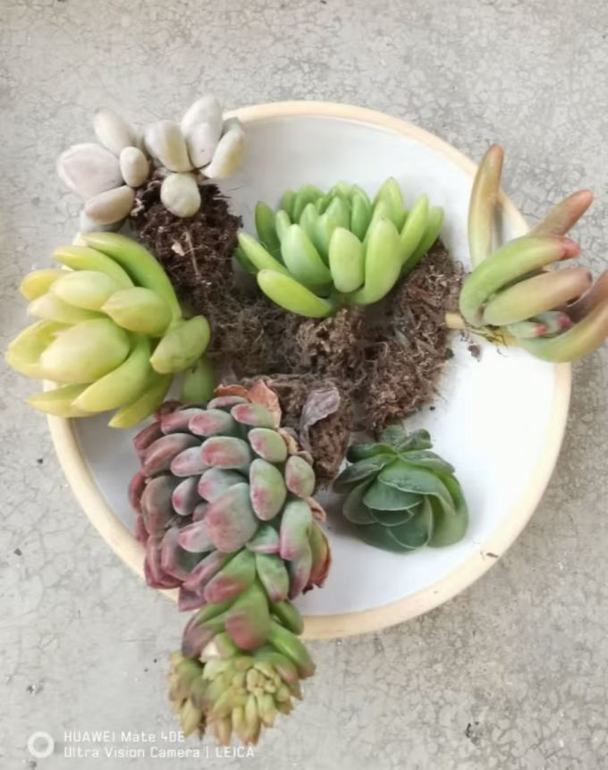 聪知聪多肉