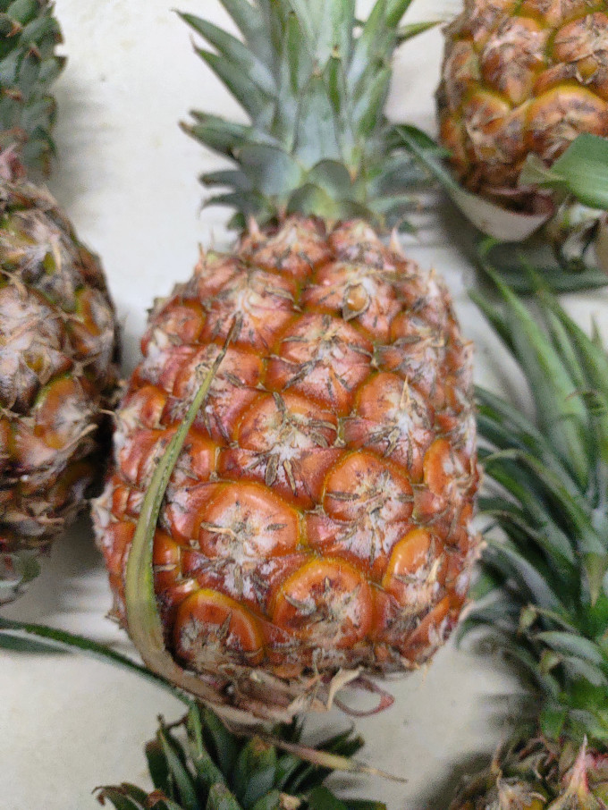 果农侠新鲜水果