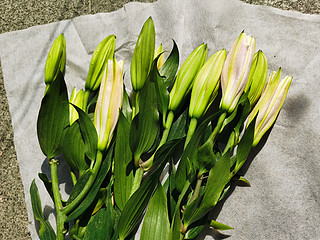 植物专栏 篇三十二：春天，让家充满花香