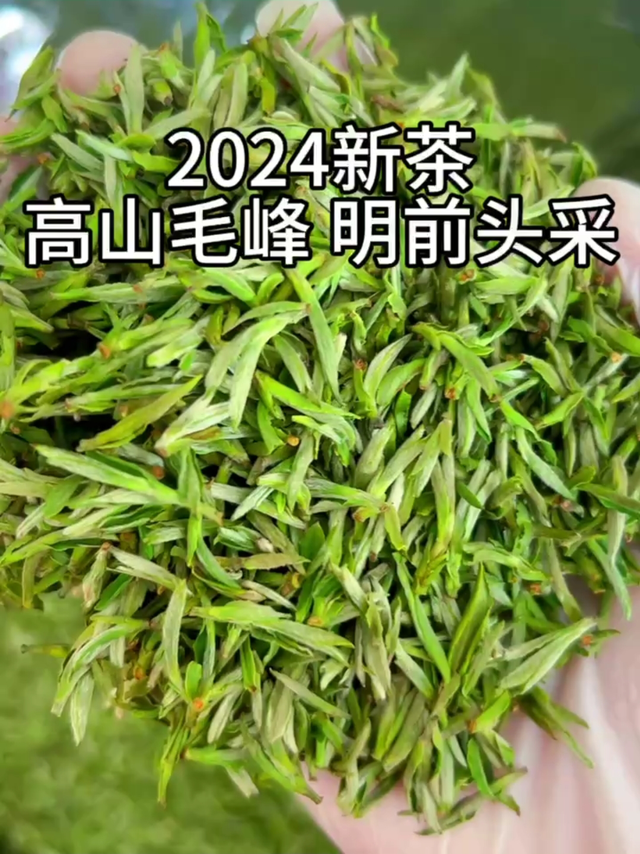 2024年黄山毛峰明前头春头采新茶!简直绝绝子!
