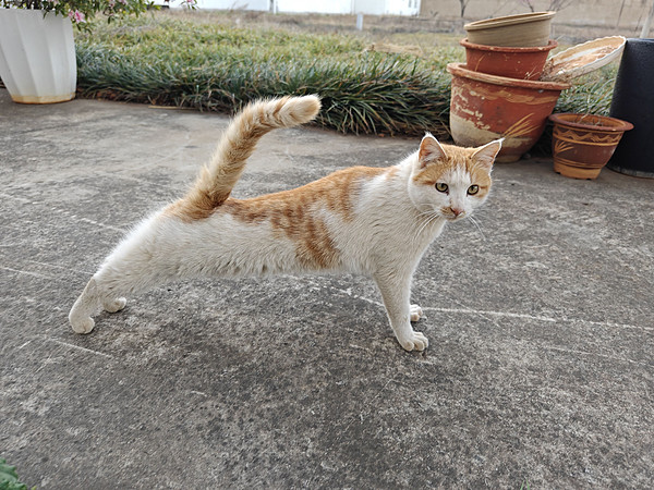 摆个造型来要吃的，门口的流浪猫今天还带着老婆来了