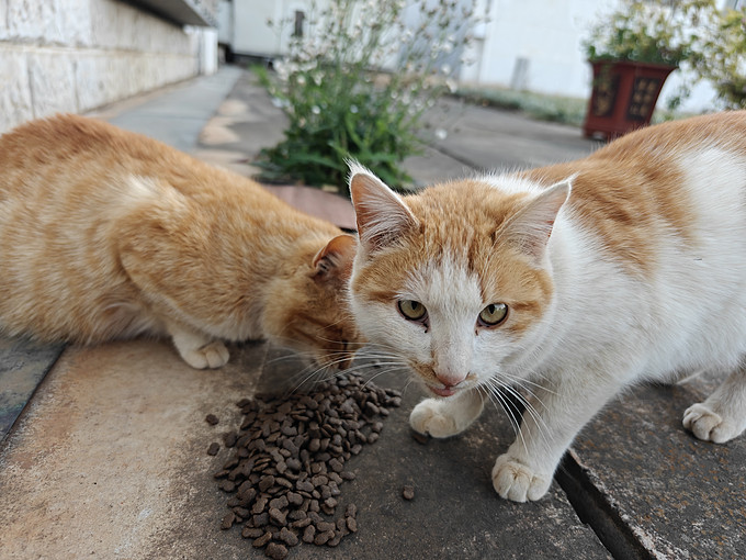 顽皮猫咪