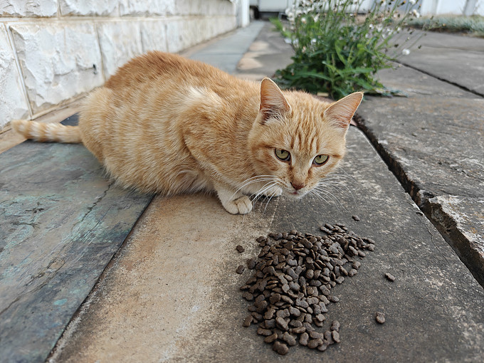 顽皮猫咪