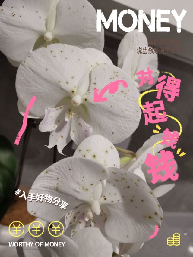换新屏保了，迷人的月光宝盒分享给大家