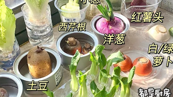 “蔬菜根”别丢了，扔在矿泉水瓶里，新鲜蔬菜吃不完，一茬接一茬