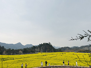 油菜花季节，又冷又热