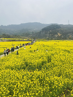 油菜花季节，又冷又热