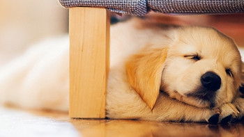 狗狗这6种睡觉姿势，有这些意思