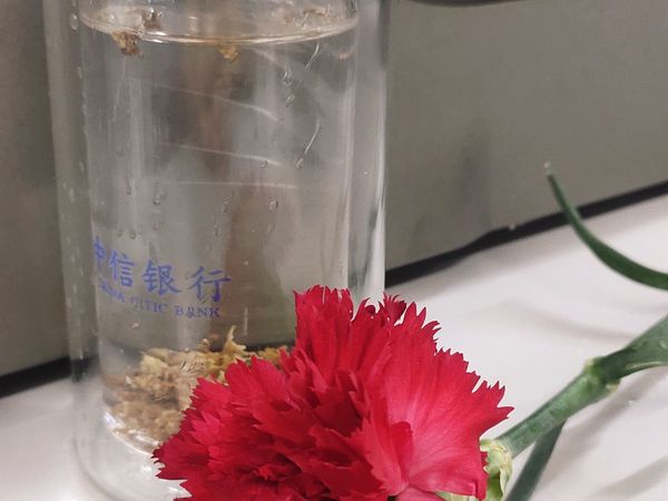 清香怡人的～桂花茶