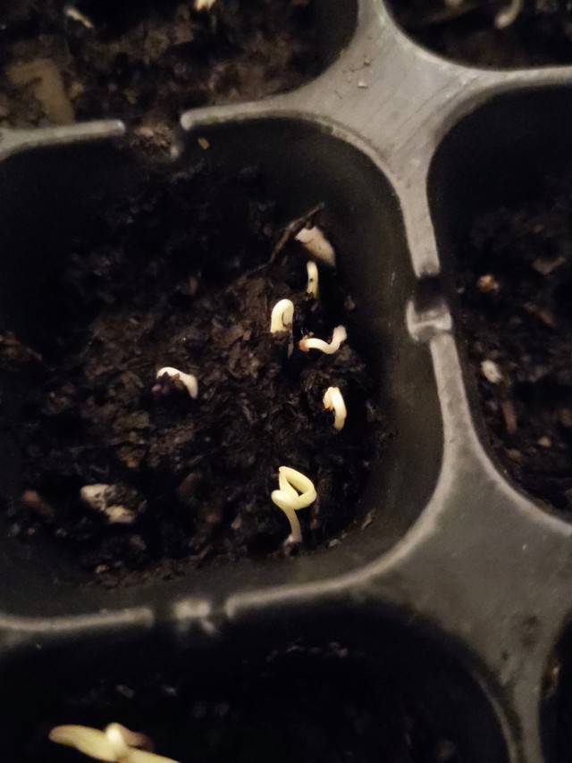 波斯菊长出了豆芽