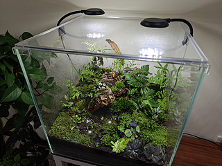 小鱼缸里塞进了大风景，我的苔藓植物缸又成了一个
